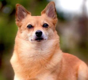 18 Shiba Inu Mix Breeds – The Popular and Adorable Hybrid Dogs | PetPress