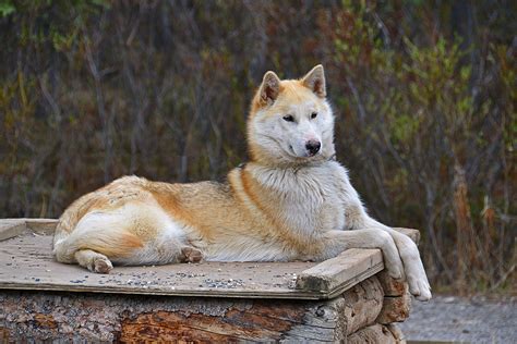 Photo Essay: Denali National Park | Travel, Photography, and Other Fun ...