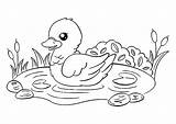 Colorear Estanque Ducks Stagno Animali Lac Dello Estanques Itik Disegno  sketch template