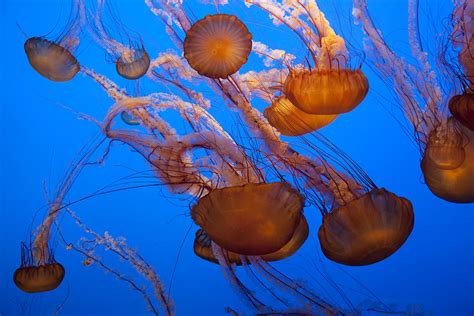 Sea Nettle Jellyfish Photograph by Jeff Grabert