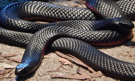 Australian Snakes