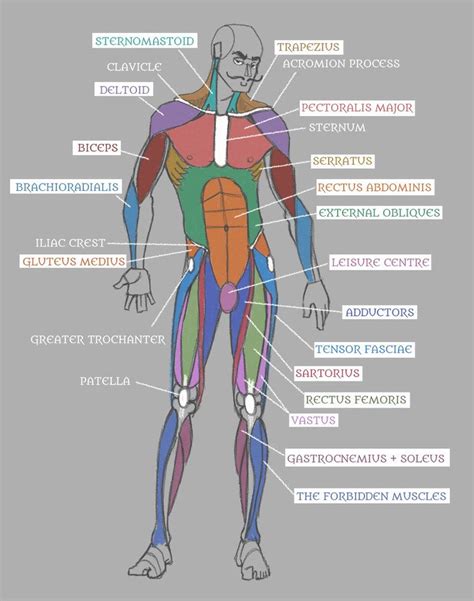 Complete anatomy of a muscle diagram - tewswe