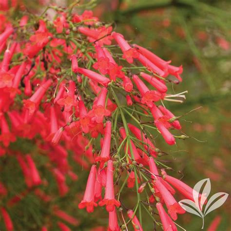 Firecracker Plant - Plants for Texas