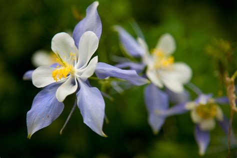 Colorado State Flower | PS Audio