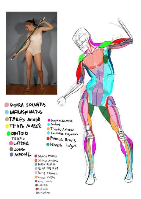 Pin by Nik Fiorentino on anatomy | Body anatomy, Anatomy sketches ...