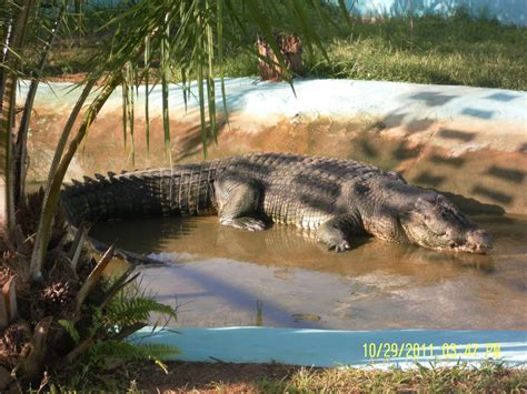 Philipphine Treasures: The Giant Crocodile "LOLONG" at Bunawan, Agusan ...