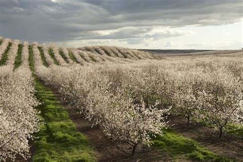 My Almond Orchard Experience