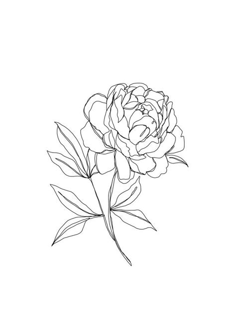 Peony Flower Line Drawing