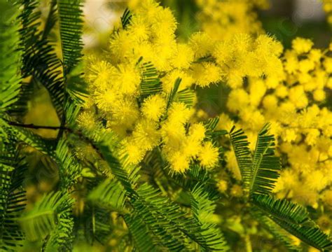 Mimosa Flower Meaning and Symbolism that You Need to Know