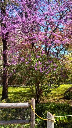 Spring Showers/Purple Flower in Connecticut | Purple spring flowers, Spring flowers, Purple flowers