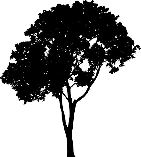 Tree Silhouette Clip art - tree vector png download - 1788*2000 - Free Transparent Tree png ...