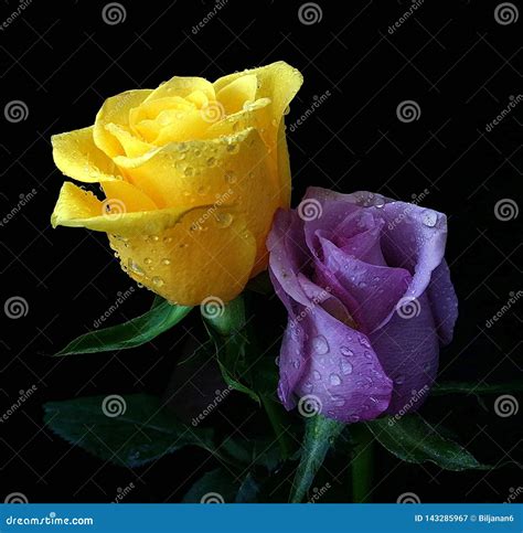 Beautiful Purple and Yellow Roses on Black Background Stock Image - Image of natural, flower ...