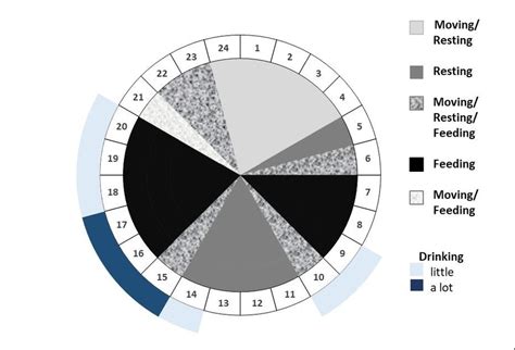 Figure B.1 Diagram of the 'suggested' 24 hour clock of the main... | Download Scientific Diagram