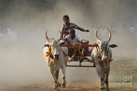 Bullock cart race 5 Photograph by Milind Ketkar - Fine Art America