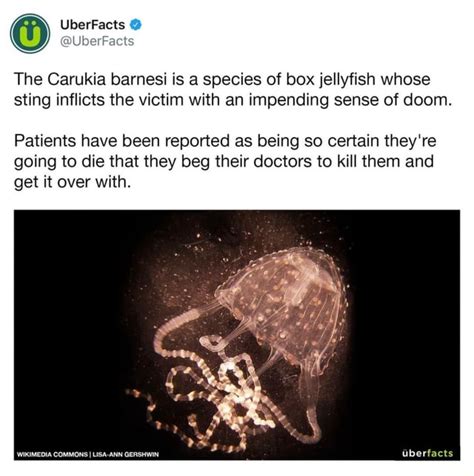 The Carukia barnesi is a species of box jellyfish whose sting inflicts ...