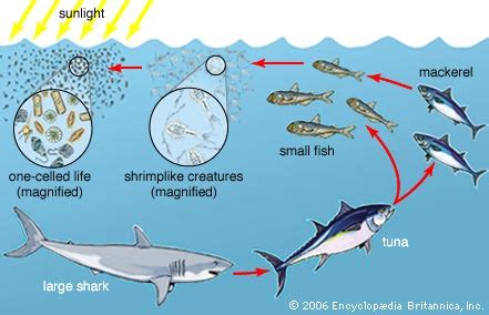 food chain - all about hammerhead sharks