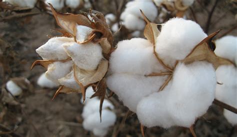 The History of Cotton – Trade, Politics and Industry