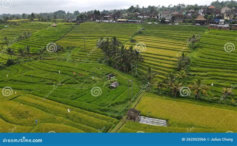 The Bali Terrace Rice Fields Stock Photo - Image of padi, hill: 262052066