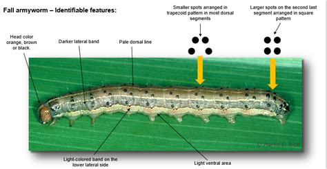 Fall Armyworm