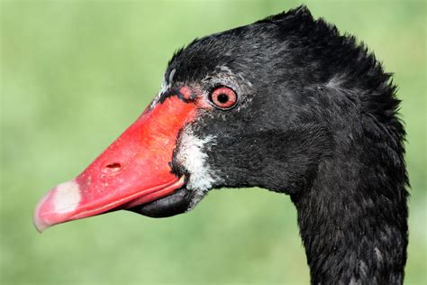 The Ugly Duckling Photograph by Shane Bechler - Fine Art America