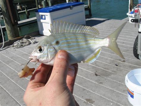 Pinfish MJohnson | www.roughfish.com