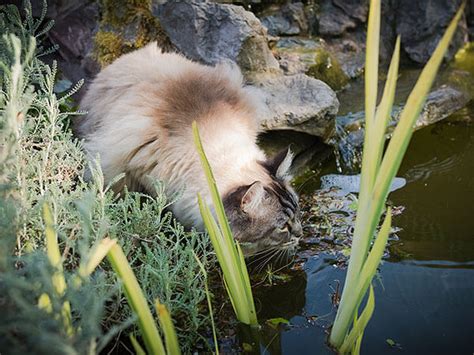 Do Ragdoll Cats Like Water? - Vocal Cats