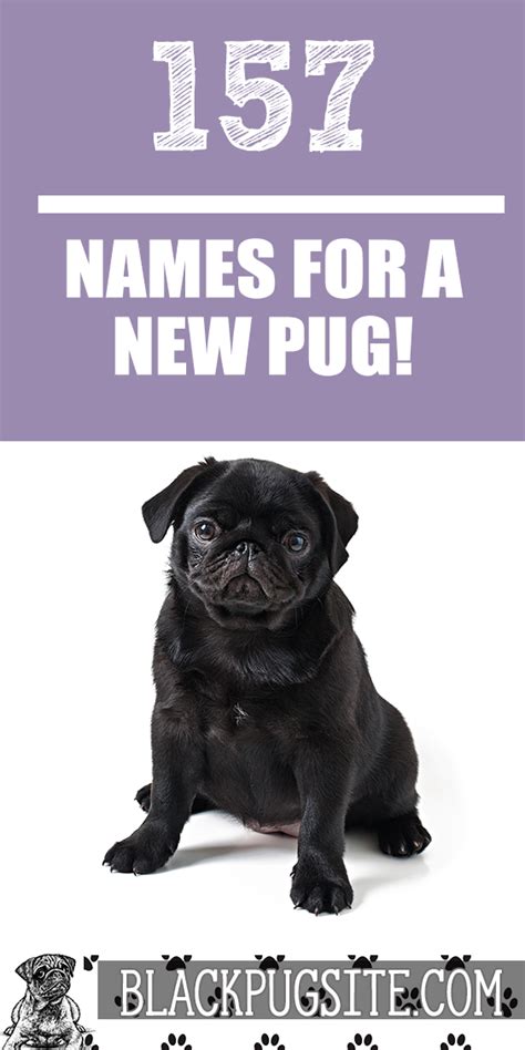 Black Pug Names: Discover some of the most popular names for Pugs as ...