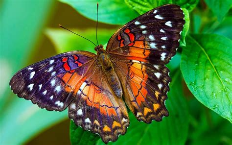 Pin by Morbo yea on Farfalle | Beautiful butterfly images, Butterfly photos, Butterfly wonderland