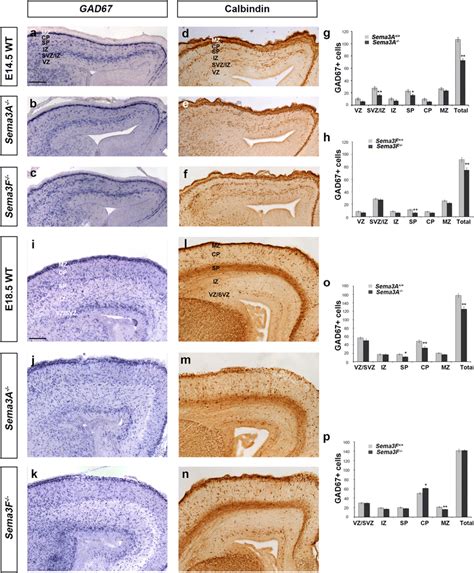 Altered number and distribution of GABAergic interneurons in the ...