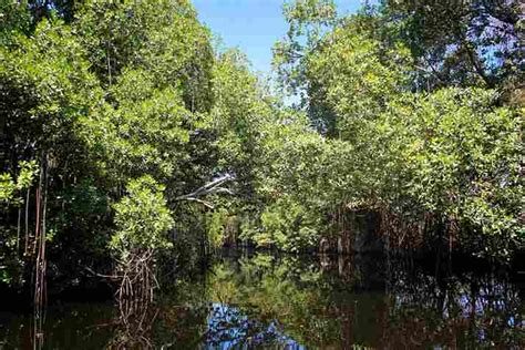 Florida Swamp Trees | Swamp Fever Airboat Adventures