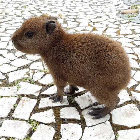 Baby capybaras are fucking cute : r/NatureIsFuckingCute