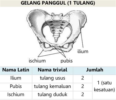 Gambar Tulang Gelang Panggul Dan Keterangannya - Juwitala