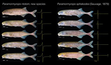 Mystery of electric fish genus solved, new species identified