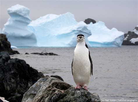 Chinstrap Penguin Facts For Kids | Kids Matttroy