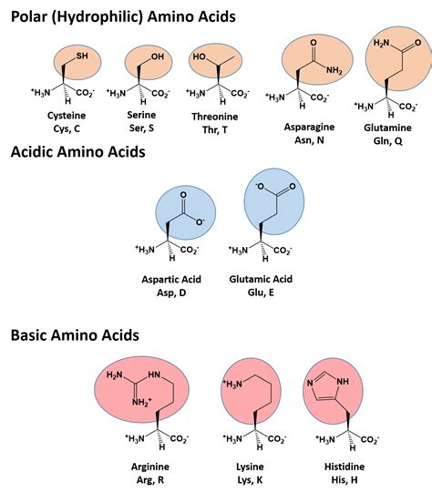 3.1: Amino Acids and Peptides - Biology LibreTexts