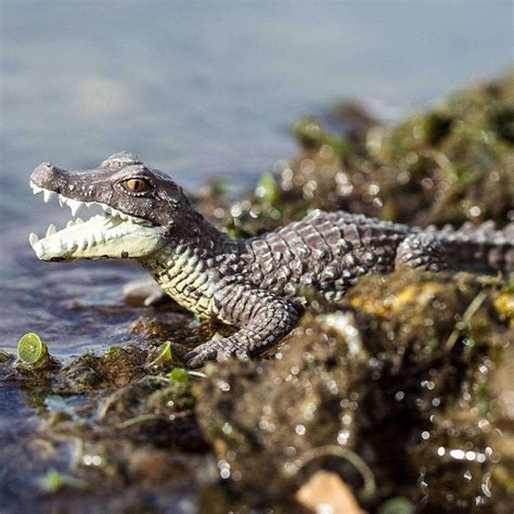 Caiman Figurine - Shop Nextonature