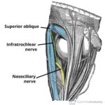 Infratrochlear Nerve - Course - Supply - TeachMeAnatomy