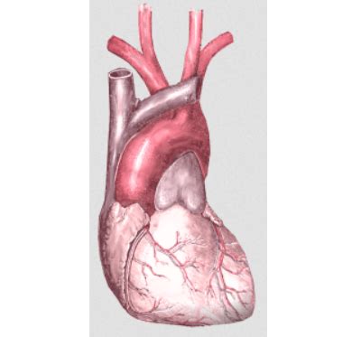 Pulmozyme May Extend Lives of People Without Cystic Fibrosis