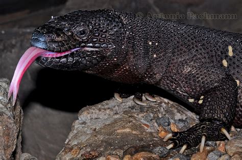 CalPhotos: Heloderma horridum charlesbogerti; Motagua Valley Beaded Lizard