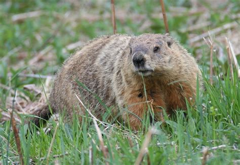 The Nature Geek: Can Woodchucks Really Chuck Wood?