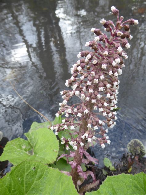 Butterbur | Plant-Lore