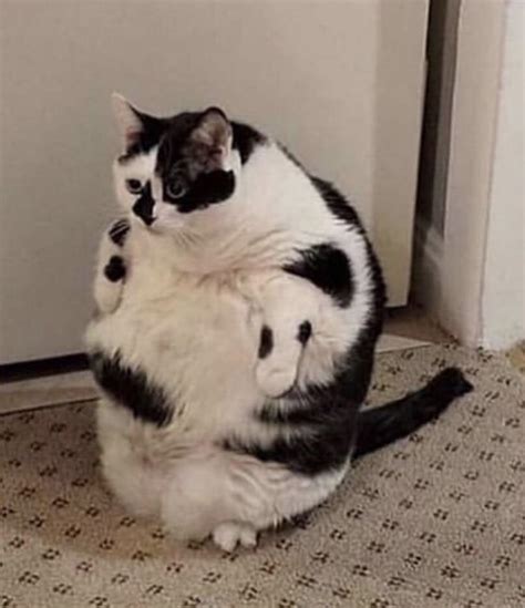 CHONK of a cat : r/AbsoluteUnits