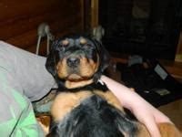 AKC Champion German Blockhead Rottweiler puppies for sale for Sale in Dandridge, Tennessee ...