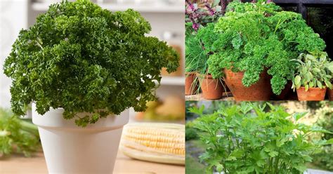 Growing Parsley In Pots | How To Grow Parsley In Containers And Its ...