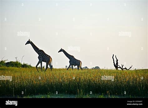 The Wildlife of the Okavango Delta Stock Photo - Alamy