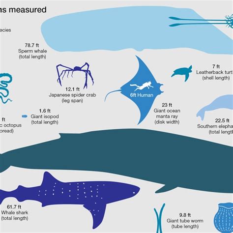 Whale Shark Size Chart