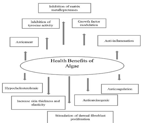 Health benefits of algae. | Download Scientific Diagram