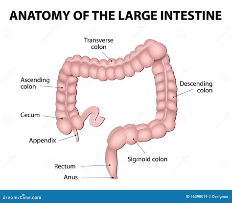 Human Anatomy. Large Intestine Stock Vector - Illustration of left, body: 46390019