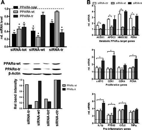 Specific knock-down of PPAR α transcript variants in primary human... | Download Scientific Diagram