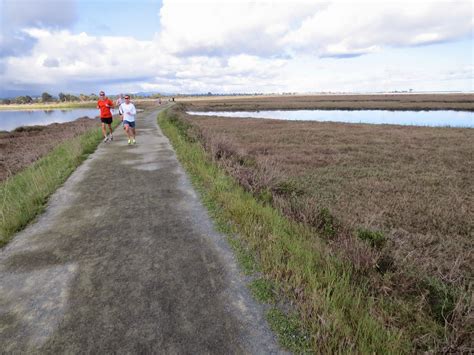 Birding in the Palo Alto Baylands | Sidewalk Safari | Part-time Travel Blog